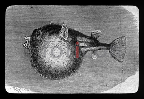 Kugelfisch | Tetraodontidae - Foto foticon-600-simon-meer-363-054-sw.jpg | foticon.de - Bilddatenbank für Motive aus Geschichte und Kultur